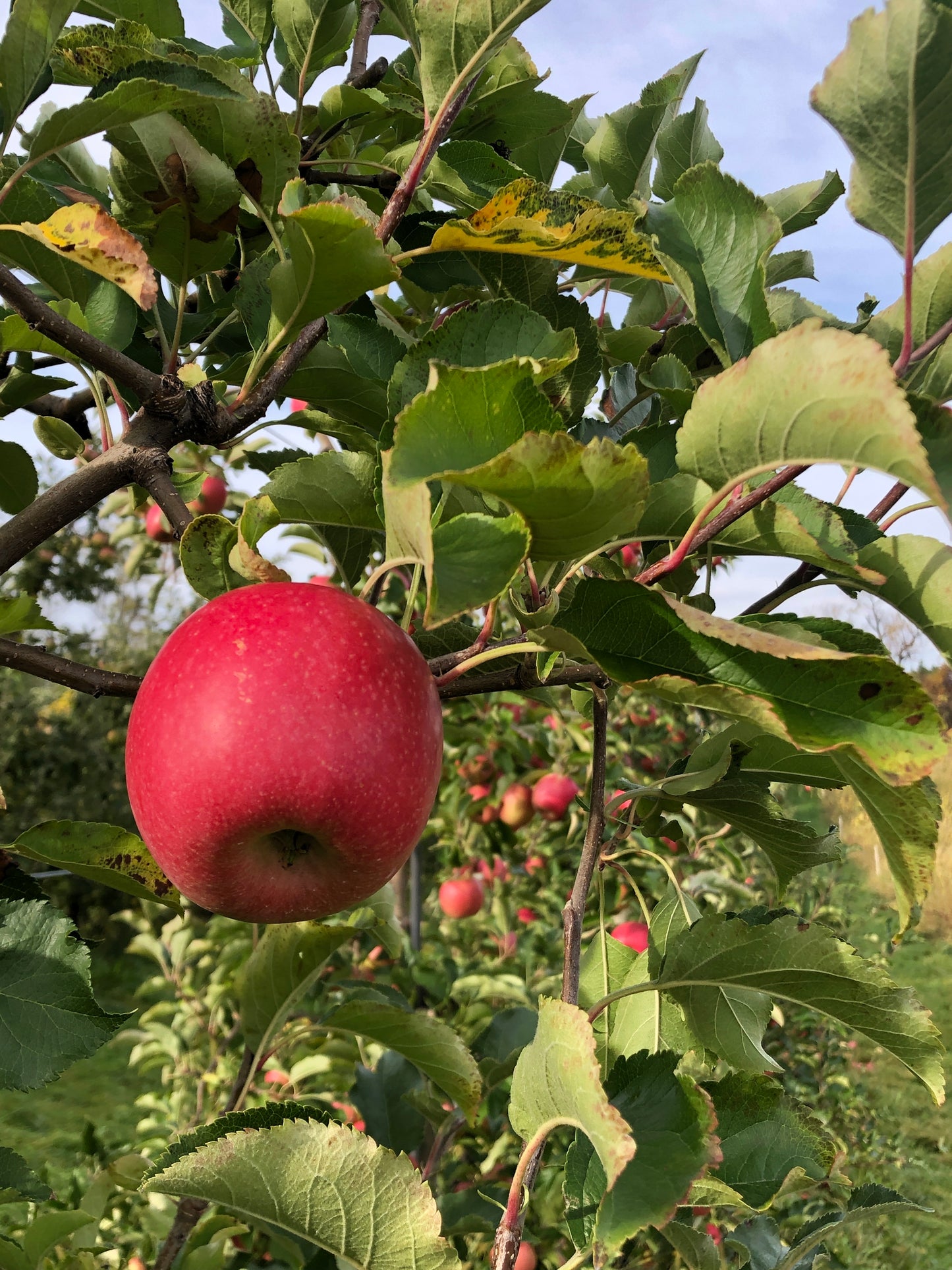 Apple Orchard 10 oz Candle